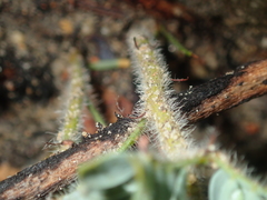 Acacia moirii recurvistipula
