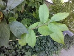 Crataegus germanica