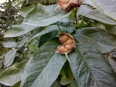 Crataegus germanica