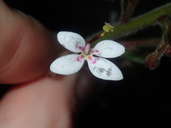 Stylidium pycnostachyum
