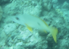 Lutjanus monostigma