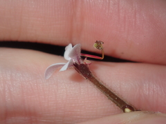 Stylidium pycnostachyum