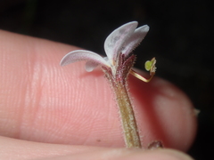 Stylidium pycnostachyum