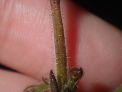 Stylidium pycnostachyum