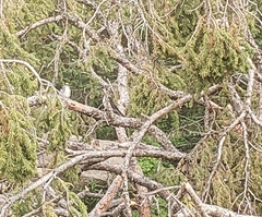 Picoides dorsalis