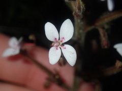 Stylidium pycnostachyum
