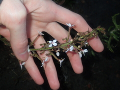 Stylidium pycnostachyum
