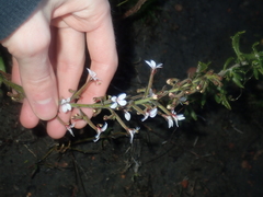 Stylidium pycnostachyum
