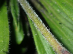 Stylidium pycnostachyum