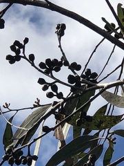 Eucalyptus burgessiana