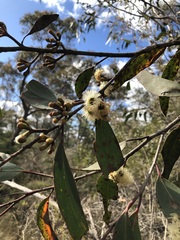 Eucalyptus burgessiana