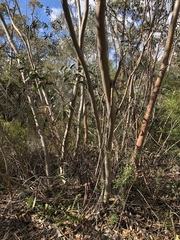 Eucalyptus burgessiana