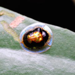 Malayocassis hilaris