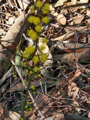 Acacia juncifolia