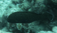 Epinephelus ongus