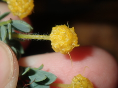 Acacia moirii recurvistipula