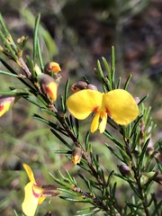 Dillwynia elegans