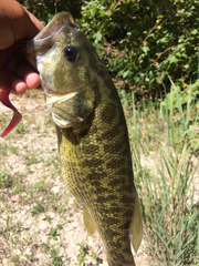 Micropterus treculii