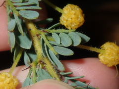 Acacia moirii recurvistipula