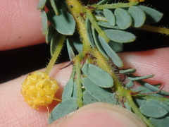 Acacia moirii recurvistipula