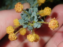 Acacia moirii recurvistipula