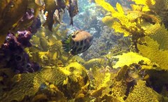 Heteroscarus acroptilus