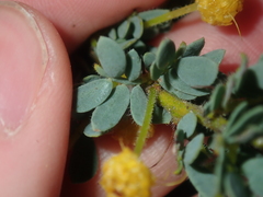 Acacia moirii recurvistipula