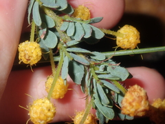 Acacia moirii recurvistipula