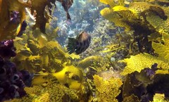 Heteroscarus acroptilus