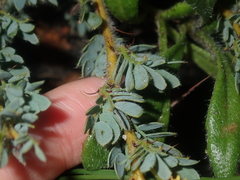 Acacia moirii recurvistipula