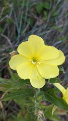 Oenothera oehlkersi