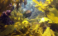 Heteroscarus acroptilus