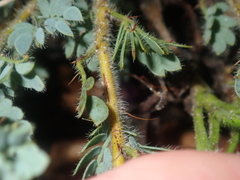 Acacia moirii recurvistipula