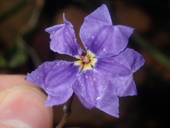 Dampiera lindleyi