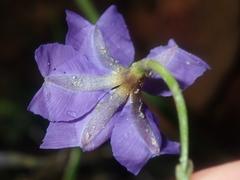 Dampiera lindleyi