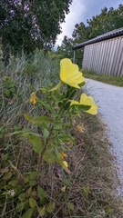 Oenothera oehlkersi