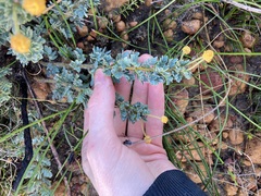 Acacia moirii recurvistipula