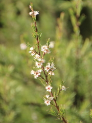 Kunzea linearis