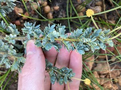 Acacia moirii recurvistipula