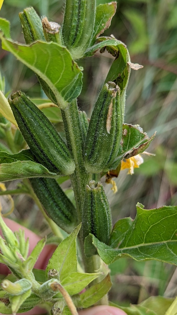 Oenothera oehlkersi