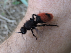 Dasymutilla clotho