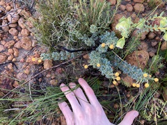Acacia moirii recurvistipula