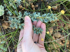 Acacia moirii recurvistipula