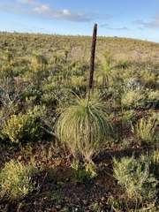 Xanthorrhoea drummondii