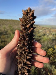 Xanthorrhoea drummondii