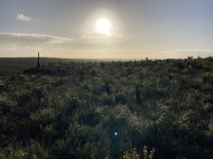 Xanthorrhoea drummondii
