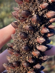 Xanthorrhoea drummondii