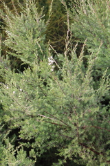 Kunzea linearis