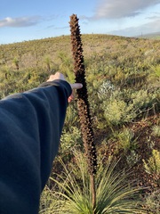 Xanthorrhoea drummondii