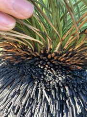 Xanthorrhoea drummondii